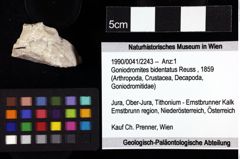 Foto (Objket + Etiketten) von Goniodromites bidentatus (Reuss, 1859) 